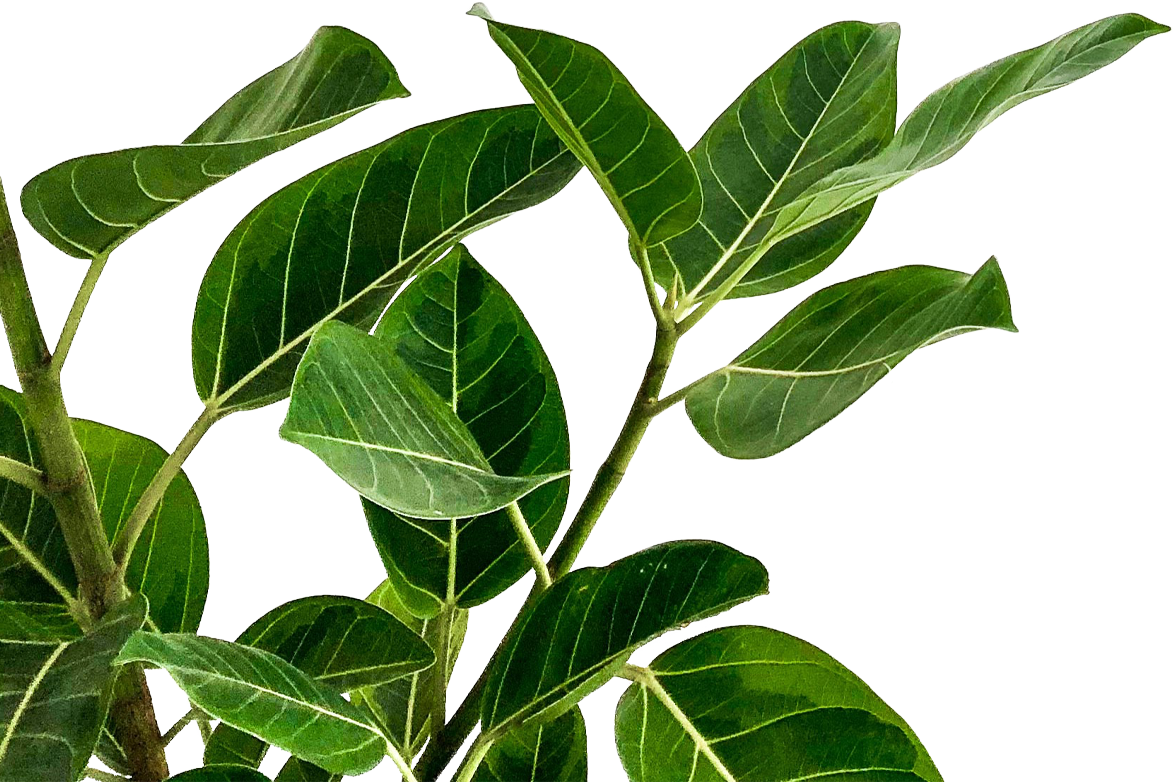 leaf